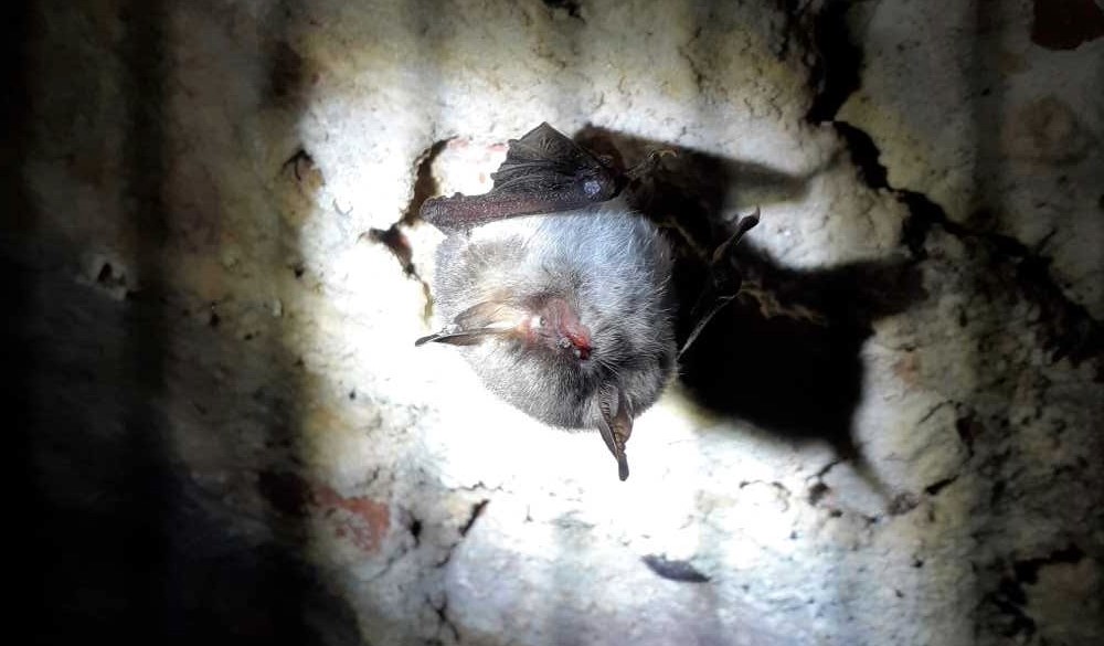 Bat and bird survey equipment