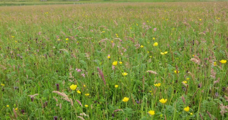 Ecological fieldwork