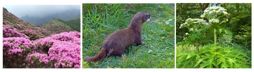 Ecological impact assessment fieldwork