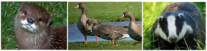 Protected species assessment